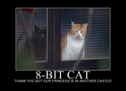 8-bit cat