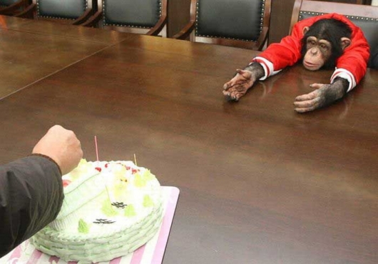 Chimp wants cake