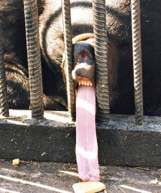 Long bear tongue