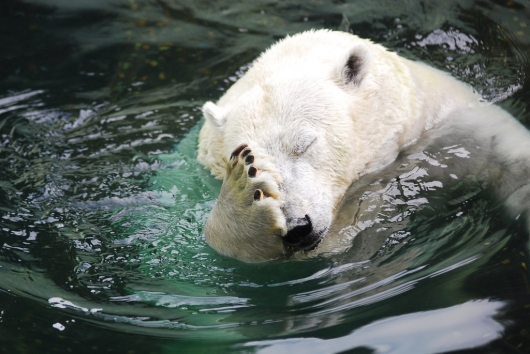 Polar bear facepalm
