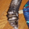 Slinky ferret