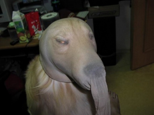 Stocking masked dog