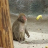 Telekinetic baboon
