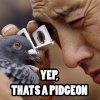 Yep, that's a pigeon