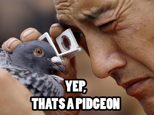 Yep, that's a pigeon