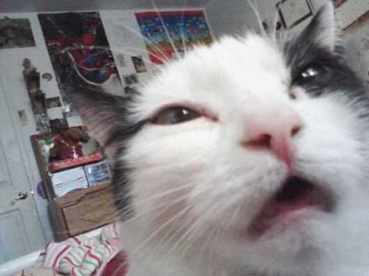 Cats taking selfies - Picture 0
