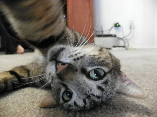 Cats taking selfies - Picture 11