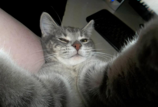 Cats taking selfies - Picture 12