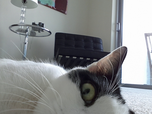 Cats taking selfies - Picture 18
