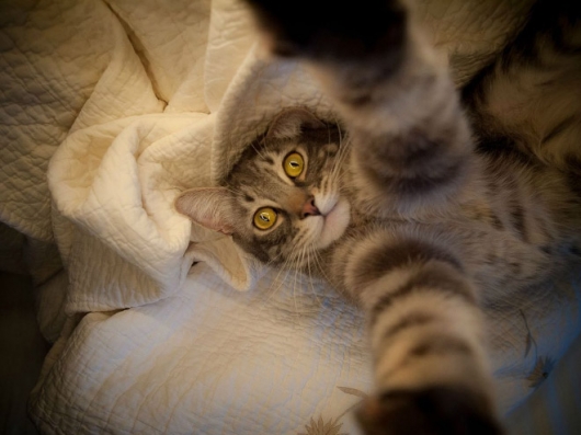 Cats taking selfies - Picture 2