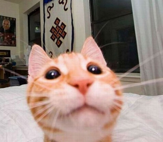 Cats taking selfies - Picture 24