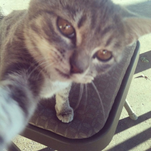 Cats taking selfies - Picture 9