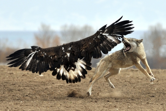 Bald eagle vs. wolf