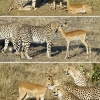 Cheetahs playing with young impala