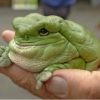 Fat frog is fat