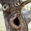 Surprised tree