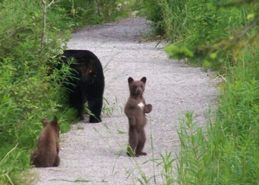 Walking bear cub