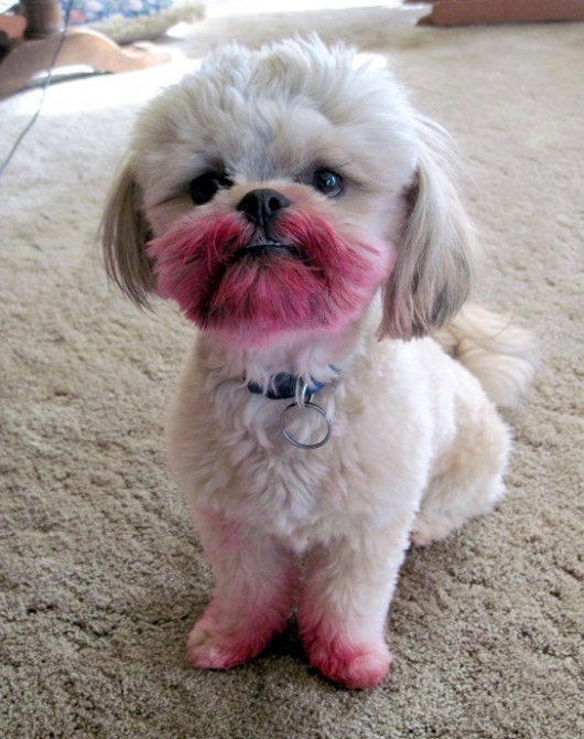 Dog played with lipstick