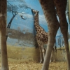 Giraffe fail