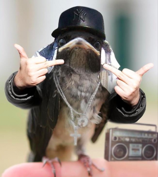 Gangsta bird