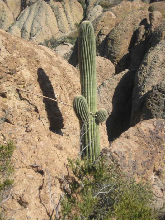 Bad ass cactus