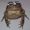 Cool frog is cool