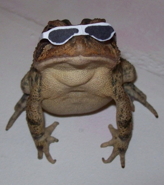 Cool frog is cool