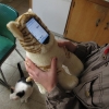 iPhone cat