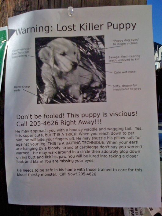 Lost killer puppy