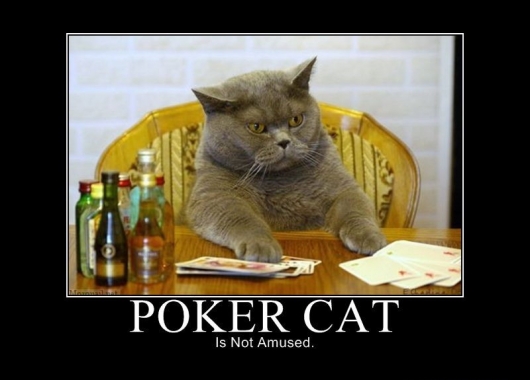 Poker cat is not amused