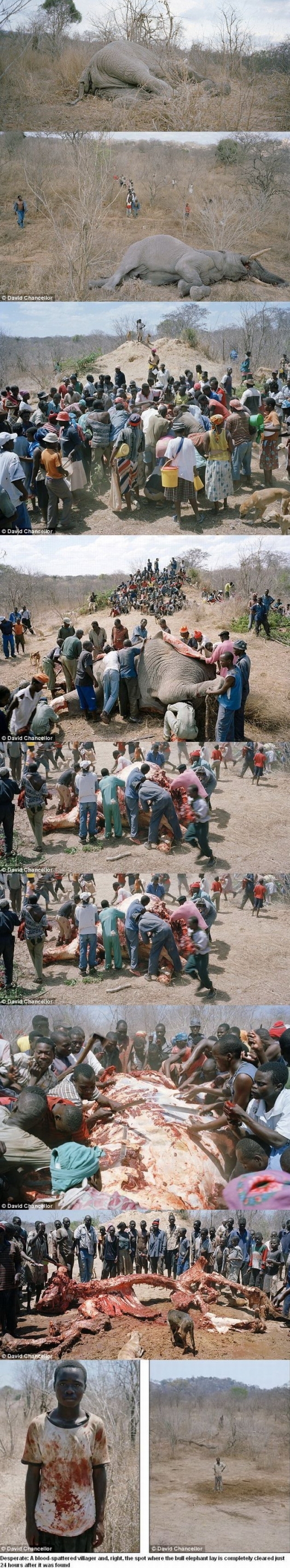Villagers strip down elephant