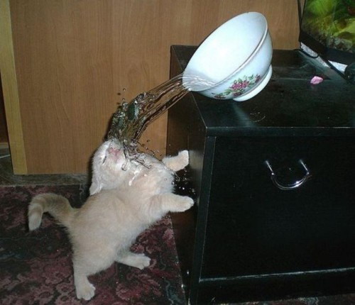 Cat vs. bowl of water