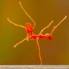 Ant handstand