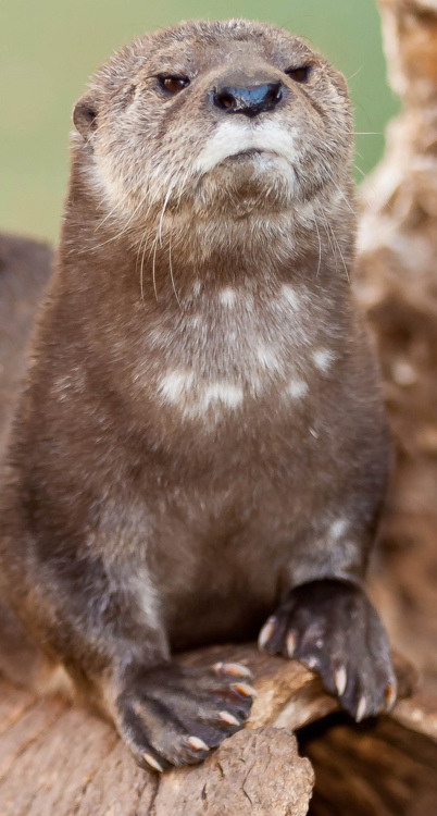 Disapproving otter