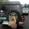 Dog transportation