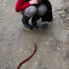 Huge worm