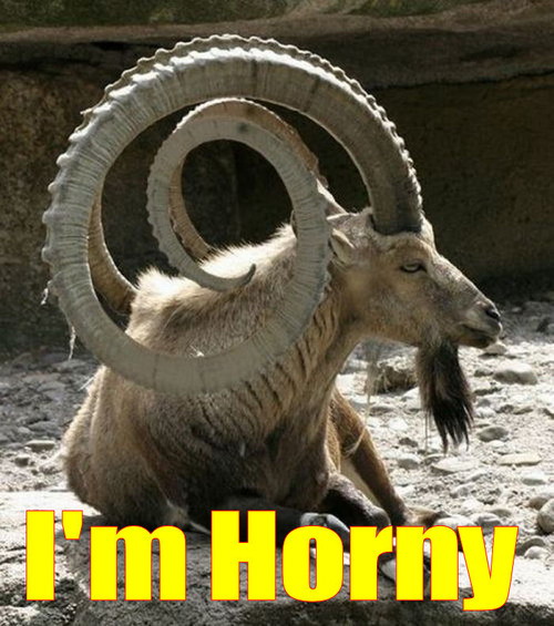 I'm horny