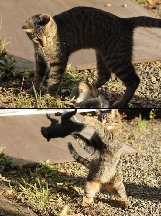 Cat vs. squirrel