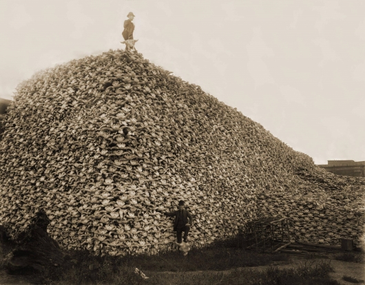 Bison skull pile, c. 1870