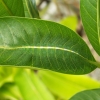 Camouflaged caterpillar