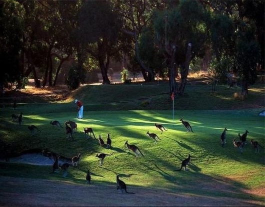 Kangaroos on the golf course