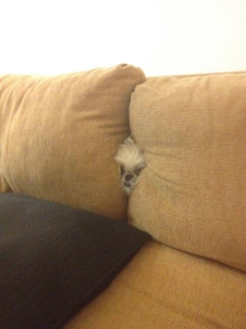 Couch dog