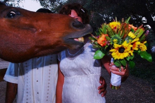 Horse photobomb
