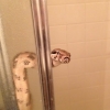 Snake in the shower