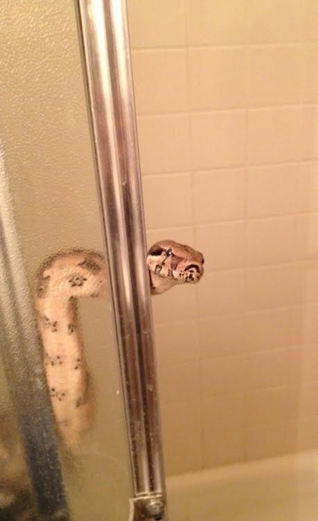 Snake in the shower