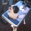 iPhone dog costume