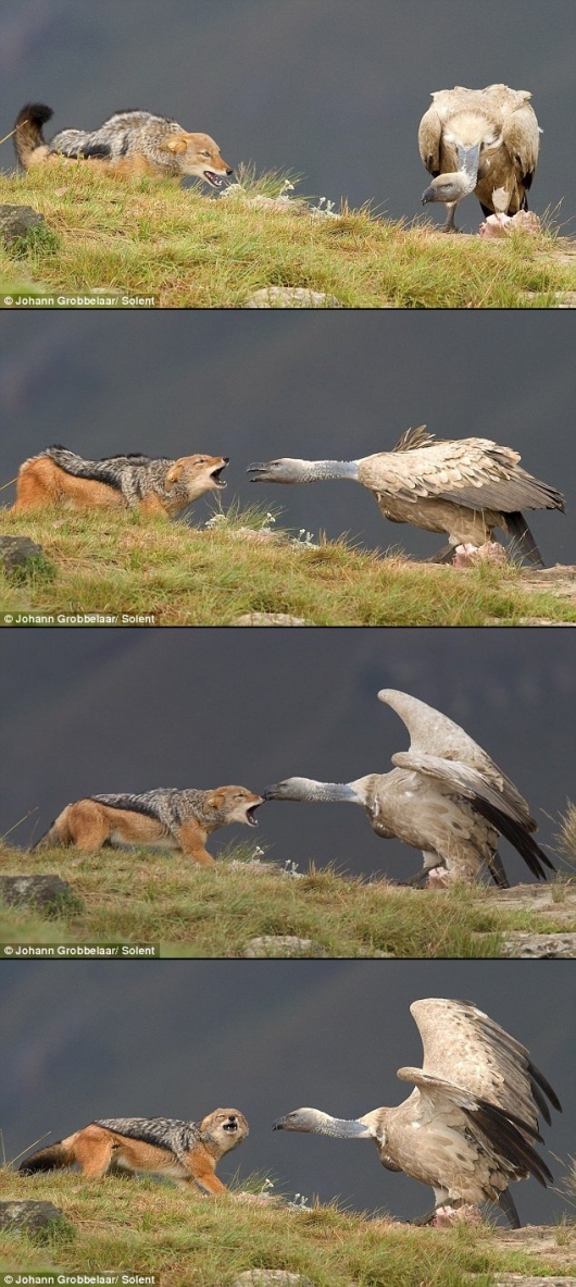 Jackal vs. vulture