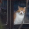 Pixelated cats