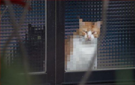 Pixelated cats