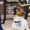 Dog vs. soap balloon